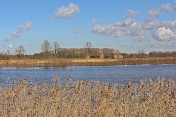 Sunny marsh landscape with golden reed and bare winter trees in Bourgoyen nature reserve, Ghent, Flanders, Belgium