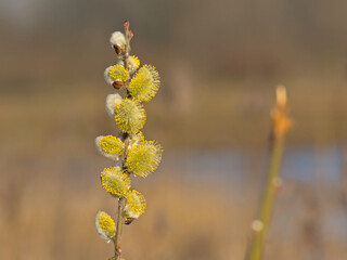 Yellow willow catkins in early spring, selective focus with cream bokeh background - salix