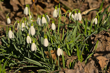 Sunny Snowdrops on the forest floor - galanthus