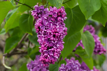 Inflorescence of the purple lilac, close-up on blurred background