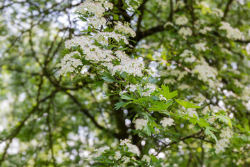 Branch of the blooming hawthorn in spring forest, close-up
