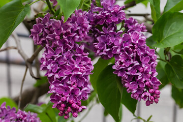 Inflorescences of the purple lilac close-up in selective focus