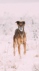 Fototapeta na wymiar Hunting Sighthound Hortaya Borzaya Dog During Hare-hunting At Winter Day In Snowy Field.