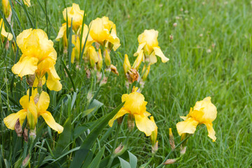 Obraz premium Blooming yellow irises against the grass, selective focus
