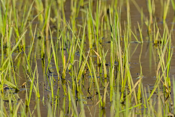 Closeup of young reed leafs in spring, selective focus - typha