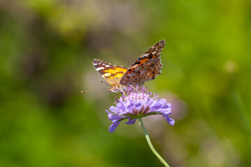 Large butterfly feeding on Scabiosa columbaria (Scabies) plant, Painted Lady, Vanessa cardui