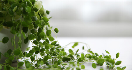 窓際の自然光に照らされた小さな植物ペペロミアジェミニ