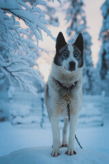 Beautiful husky looking at the distance with his blue eyes fitting to the cold snowy winter landscape