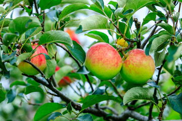 Fresh apples grow on the tree in the orchard