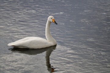 田舎の川に飛来したハクチョウ　二月の暖かい日　風景
