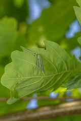 Green leaf of a garden plant in sunlight macro photography. The texture of a juicy leaf on a sunny summer day, close-up photo. Fresh greens with deep shadows in the springtime.