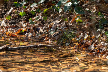 シメの飲水！
水浴びや飲水の時は天敵に狙われやすいのだが、こうやって見ると結構迷彩で人間の肉眼では少し離れるとなかなか見つけるのが大変。