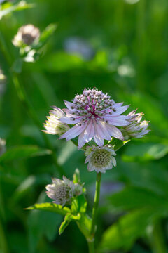 Blossom lilac astrantia flower on a green background close-up photo in summertime. Garden flower with pink petals macro photography in a sunny summer day.