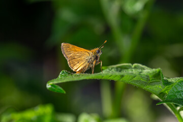 A large skipper butterfly sitting on a green leaf on a summer sunny day macro photography. A moth...