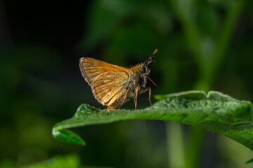 A large skipper butterfly sitting on a green leaf on a summer sunny day macro photography. A moth sitting on a potato plant in summertime close-up photo.