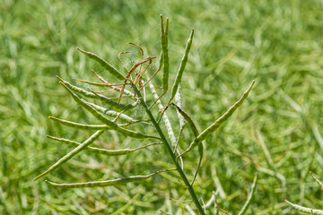 Rapeseed field before harvesting. Brassica napus, oilseed rape