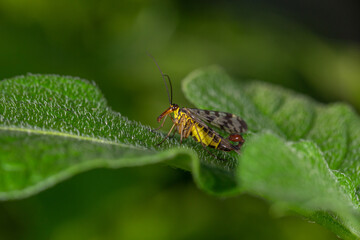 Black and yellow scorpionfly insect sits on a green leaf macro photography. Scoprpion fly insect sitting on a plant on a summer sunny day, close-up photo.
