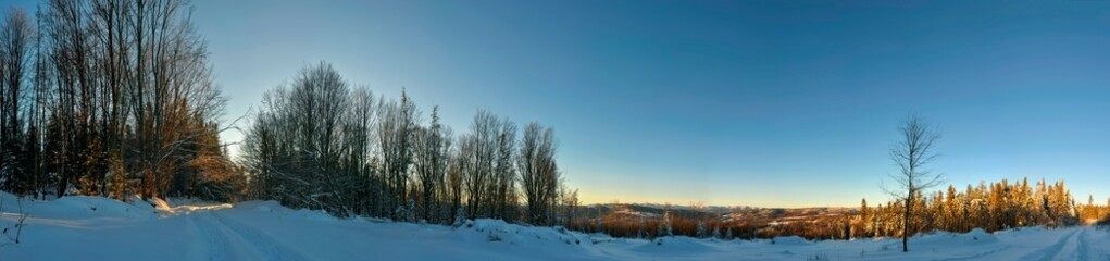 Panorama of pine trees in the mountains covered with fresh snow. HDR style.