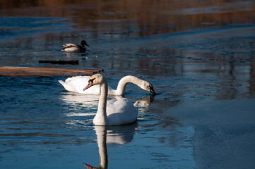 white swans group on the lake swim well under the bright sun