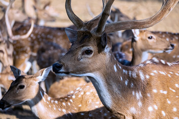 deer in the woods, deer in forest, deer in park
