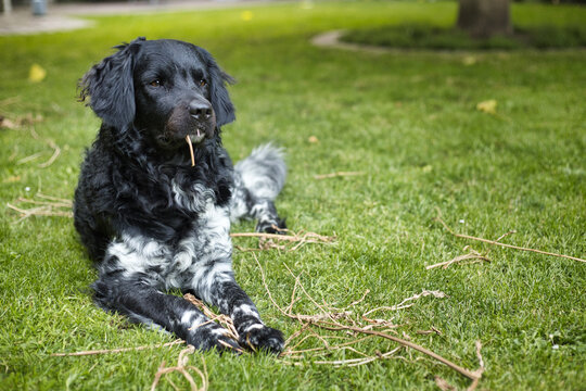 A black and white Friese Stabij Wetterhoun dog lying on the grass in a garden, looking away, with a straw in his mouth on a sunny day. Pet companionship and domestic life concept. Copy space