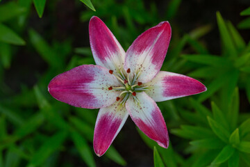 Bicolor garden lily on a summer sunny day macro photography. Blooming daylily with bicolor petals in summer close-up photo. Pink white lily on a green background.