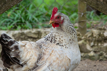 Red hen on farm. Homemade poultry. Chicken in a traditional poultry farm. Chickens pecking grain on poultry yard