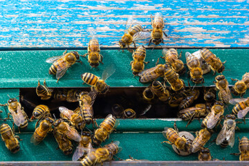 Close up of flying bees. Wooden beehive and bees. Plenty of bees at the entrance of old beehive in apiary. Working bees on plank. Frames of a beehive