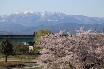 桜と青空と雪山