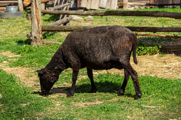 The sheep are pasturing on the farm, care of household pets. Warm summer and hard agrarian work in provinces