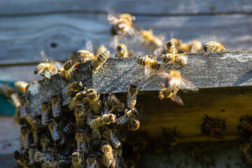 swarm of honey bees flying around beehive. Bees returning from collecting honey fly back to the hive. Honey bees on home apiary, apiculture concept