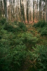 Group of young spruce saplings in nature. Ecological tree nursery in the wild forest.