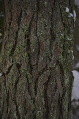 A macro close-up of a plant bark of fir tree with texture and detail crevices and rough surface