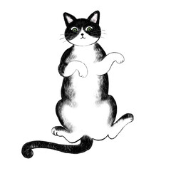 腹天したハチワレ猫のイラスト、仰向け鉢割れ猫のイラスト、ハチ割れ猫のイラスト