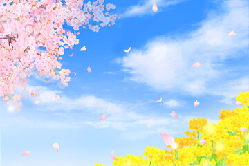 Fototapeta na wymiar 菜の花と太陽と虹＿青空に美しく華やかな花びら舞い散る春の桜フレーム背景素材