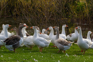 Gray beautiful geese in a pasture in the countryside walk on the green grass. Livestock farm birds. Animal breeding