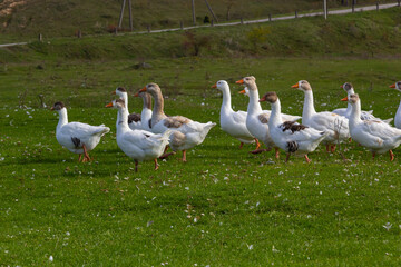 Gray beautiful geese in a pasture in the countryside walk on the green grass. Livestock farm birds. Animal breeding