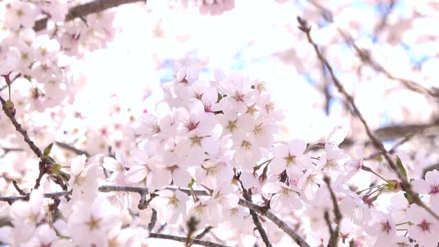 風に揺れる満開の桜の花びらのクローズアップ  4K