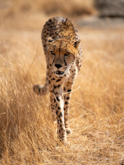 Isolated cheetah walking towards the camera in the bush © F.C.G.