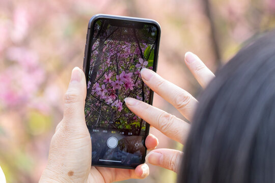 2023 Feb 13,Hong Kong.Citizens take photos of cherry blossoms with smartphones