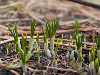 Sprouting crocus plants