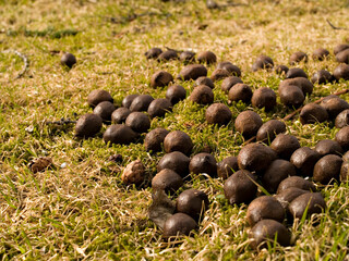 Moose droppings on grass