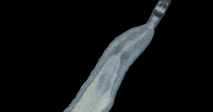 Nemertea worm under a microscope, class Hoplonemertea, order Monostilifera. You can see the proboscis. White Sea.