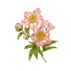 Helleborus orientalis, vintage realistic floral drawing. Lenten rose, blossomed spring plant with bloom, leaf drawn in retro detailed style. Botanical vector illustration isolated on white background