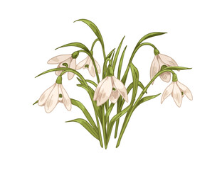 Snowdrops, first spring flowers. Galanthus nivalis, retro botanical drawing. Blossomed floral plant, delicate gentle blooms, leaf. Vintage hand-drawn vector illustration isolated on white background