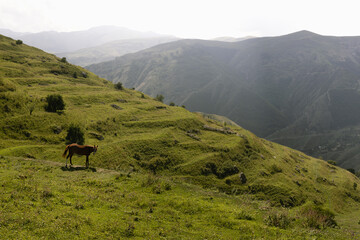 Fototapeta na wymiar Joyful summer mountain landscape - bright lush green slope with meadow and graze horse, mountain ridges in mist of early morning sunlight, panorama view on valley. Wild nature in Dagestan mountains.