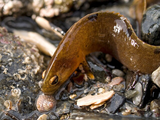 Rock gunnel fish on the beach