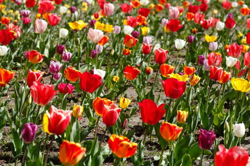 Fototapeta premium Bunt blühendeTulpen, (Tulipa), Blumenbeet, Deutschland