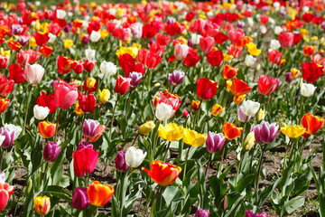 Fototapeta premium Bunt blühendeTulpen, (Tulipa), Blumenbeet, Deutschland