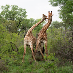 Two male giraffes in combat striking each other's necks 